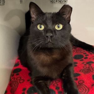 Indigo Domestic Short Hair Cat