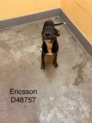 Ericsson, Young Male Mixed Breed