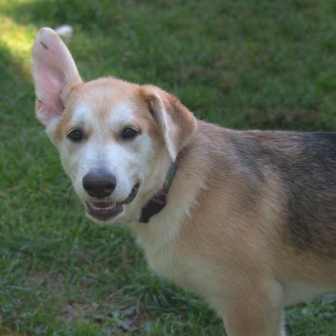 Sawyer