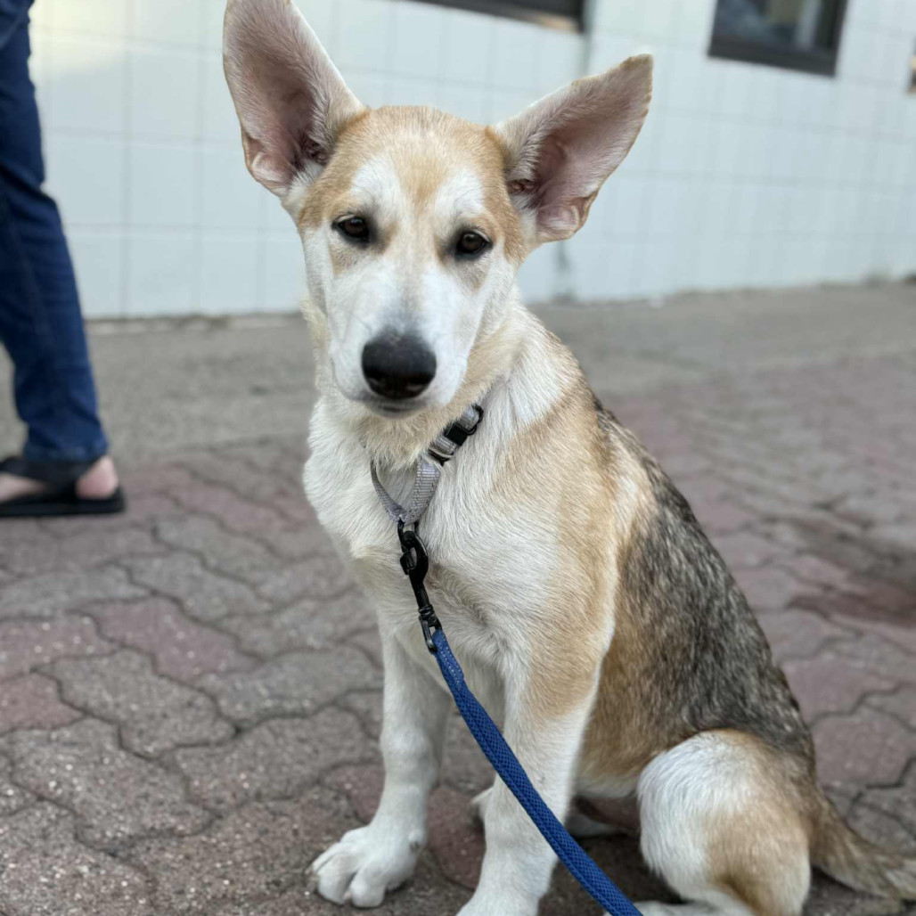 Sawyer, an adoptable Mixed Breed in Duluth, MN, 55804 | Photo Image 1