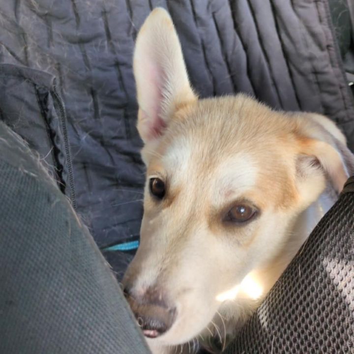 Sawyer 2