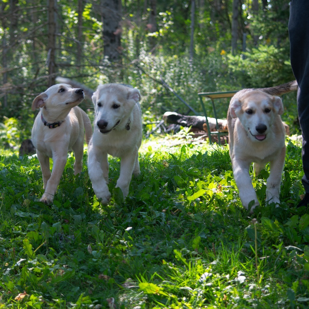 Sawyer, an adoptable Mixed Breed in Duluth, MN, 55804 | Photo Image 2