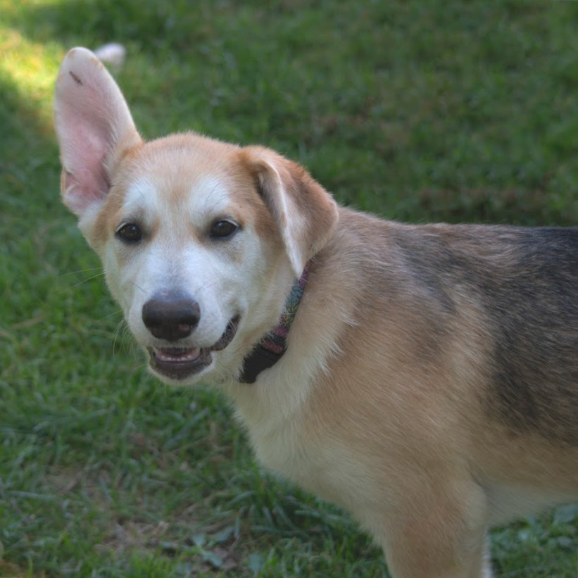 Sawyer, an adoptable Mixed Breed in Duluth, MN, 55804 | Photo Image 3