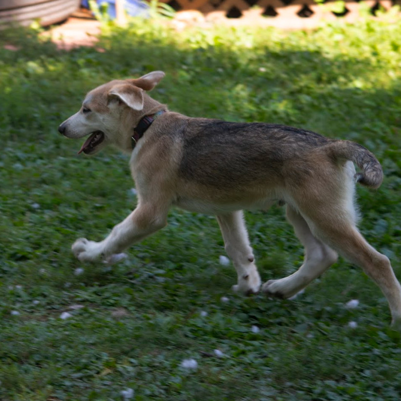 Sawyer, an adoptable Mixed Breed in Duluth, MN, 55804 | Photo Image 4