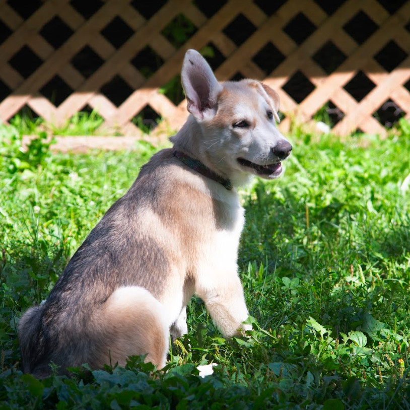 Sawyer, an adoptable Mixed Breed in Duluth, MN, 55804 | Photo Image 5