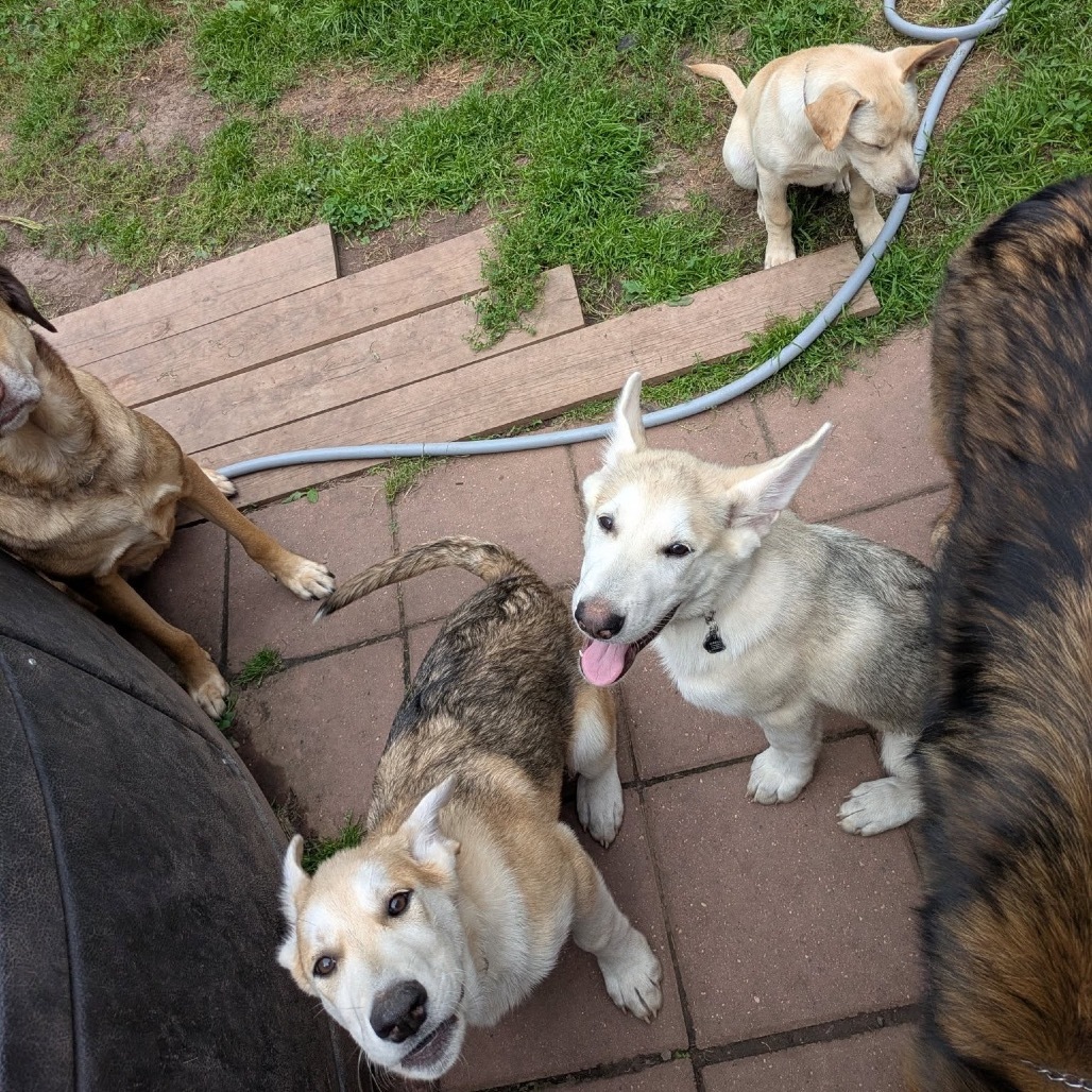 Sawyer, an adoptable Mixed Breed in Duluth, MN, 55804 | Photo Image 6