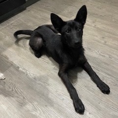 Shasta, Baby Female Mixed Breed