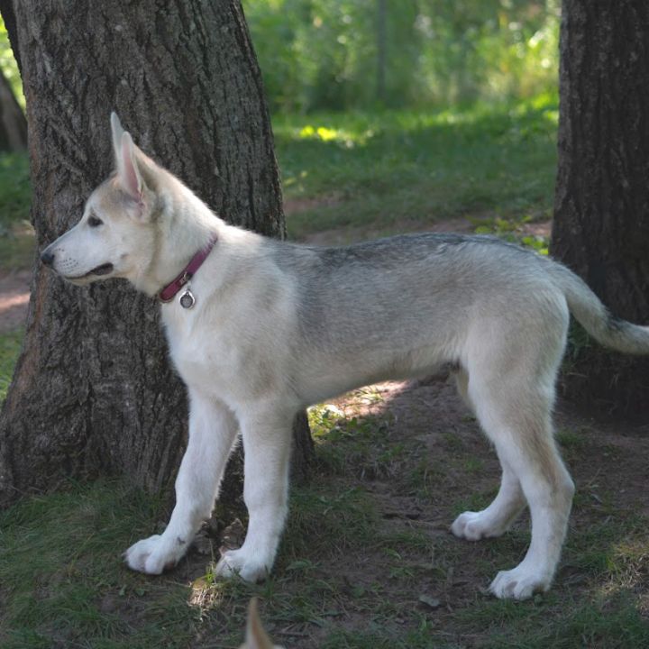 Ridoc 1