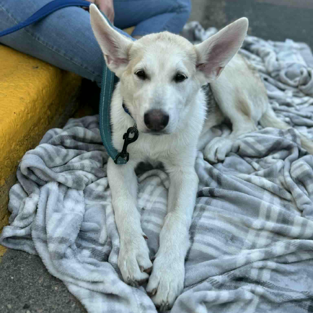 Ridoc, an adoptable Mixed Breed in Duluth, MN, 55804 | Photo Image 1