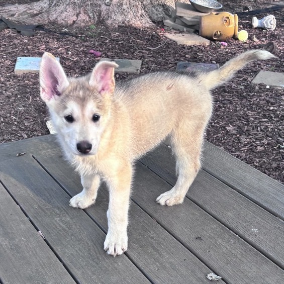 Ridoc, an adoptable Mixed Breed in Duluth, MN, 55804 | Photo Image 2