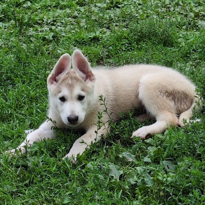 Ridoc, an adoptable Mixed Breed in Duluth, MN, 55804 | Photo Image 3