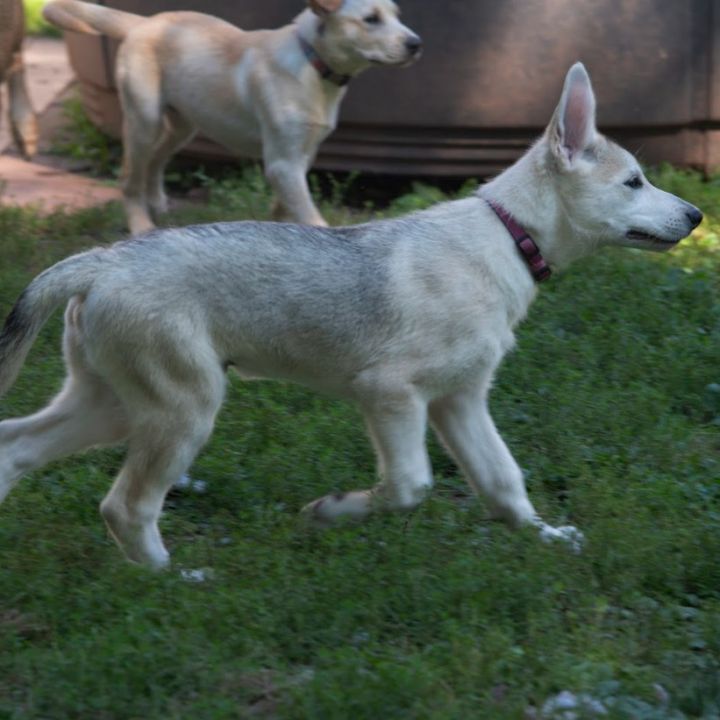 Ridoc 4