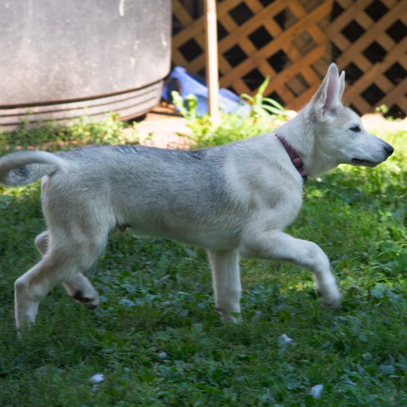 Ridoc, an adoptable Mixed Breed in Duluth, MN, 55804 | Photo Image 5