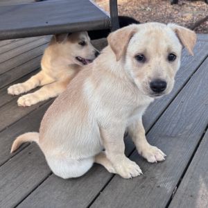 Violet, Baby Female Mixed Breed