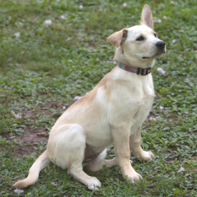 Violet, an adoptable Mixed Breed in Duluth, MN, 55804 | Photo Image 1