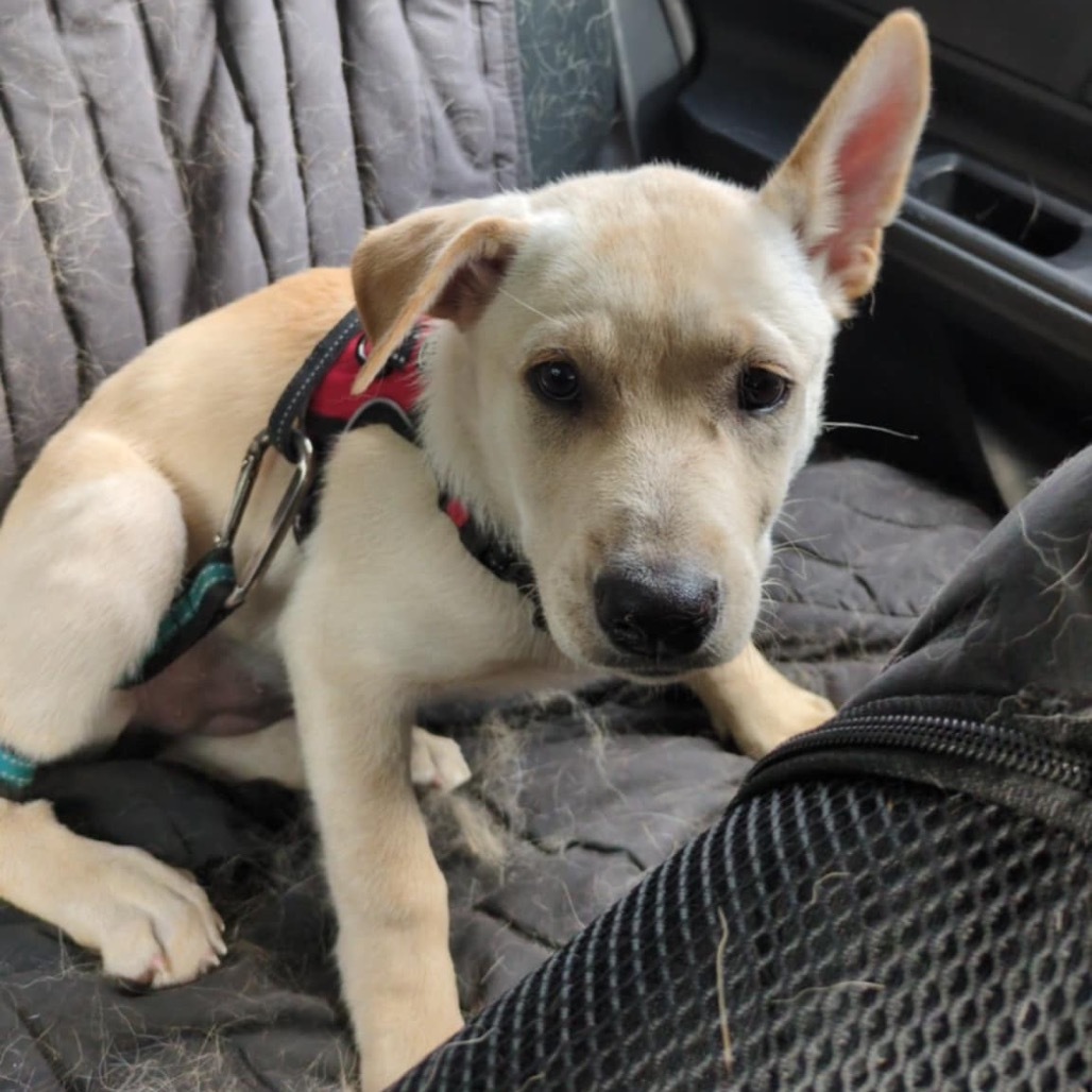 Violet, an adoptable Mixed Breed in Duluth, MN, 55804 | Photo Image 2