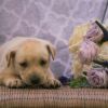 Violet photo 3