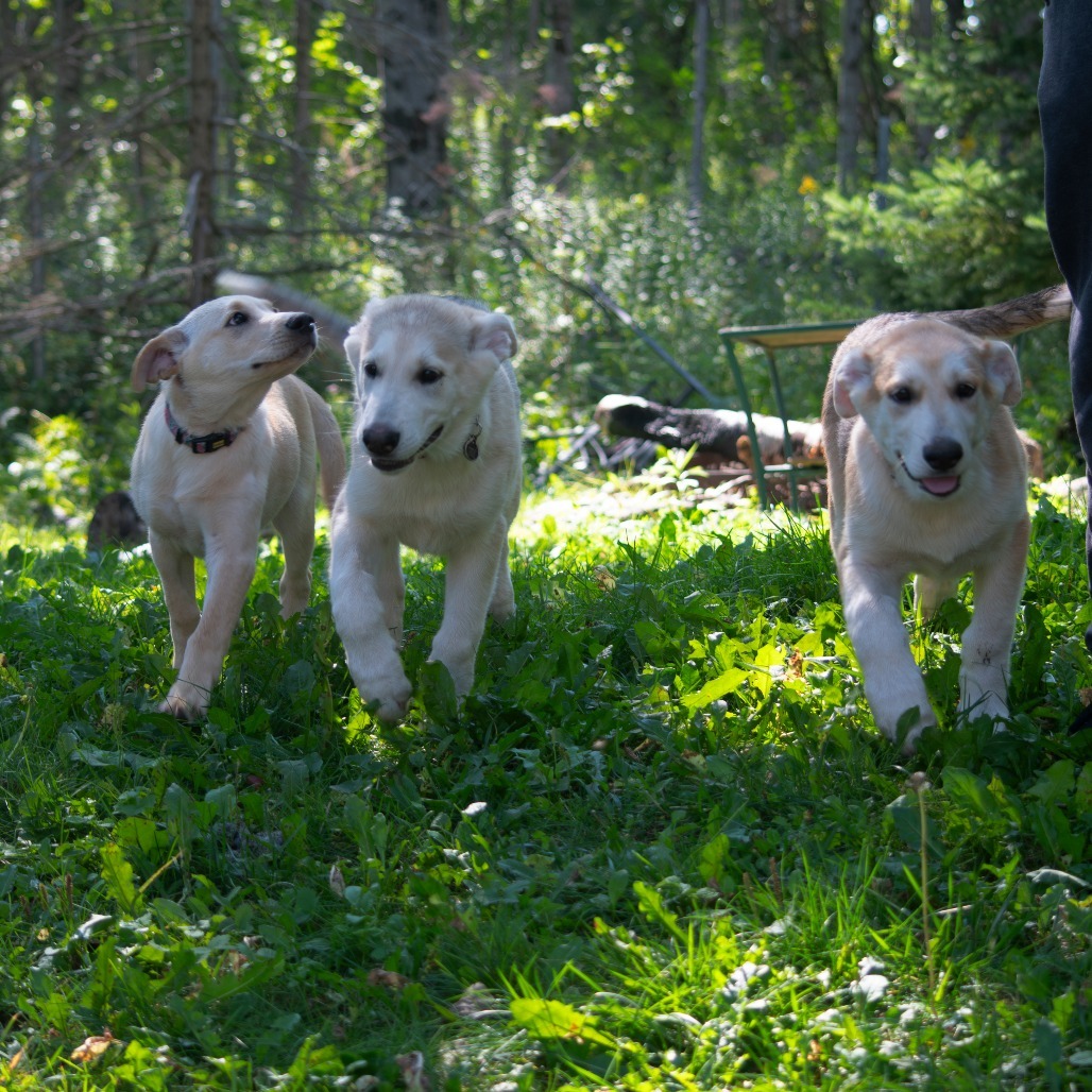 Violet, an adoptable Mixed Breed in Duluth, MN, 55804 | Photo Image 3