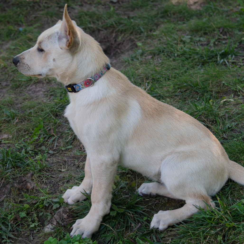 Violet, an adoptable Mixed Breed in Duluth, MN, 55804 | Photo Image 4