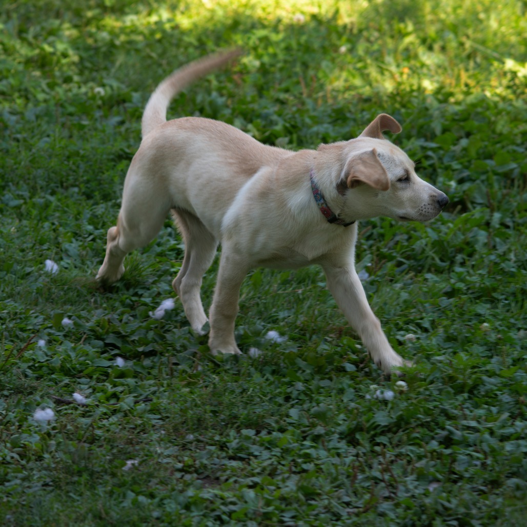 Violet, an adoptable Mixed Breed in Duluth, MN, 55804 | Photo Image 5