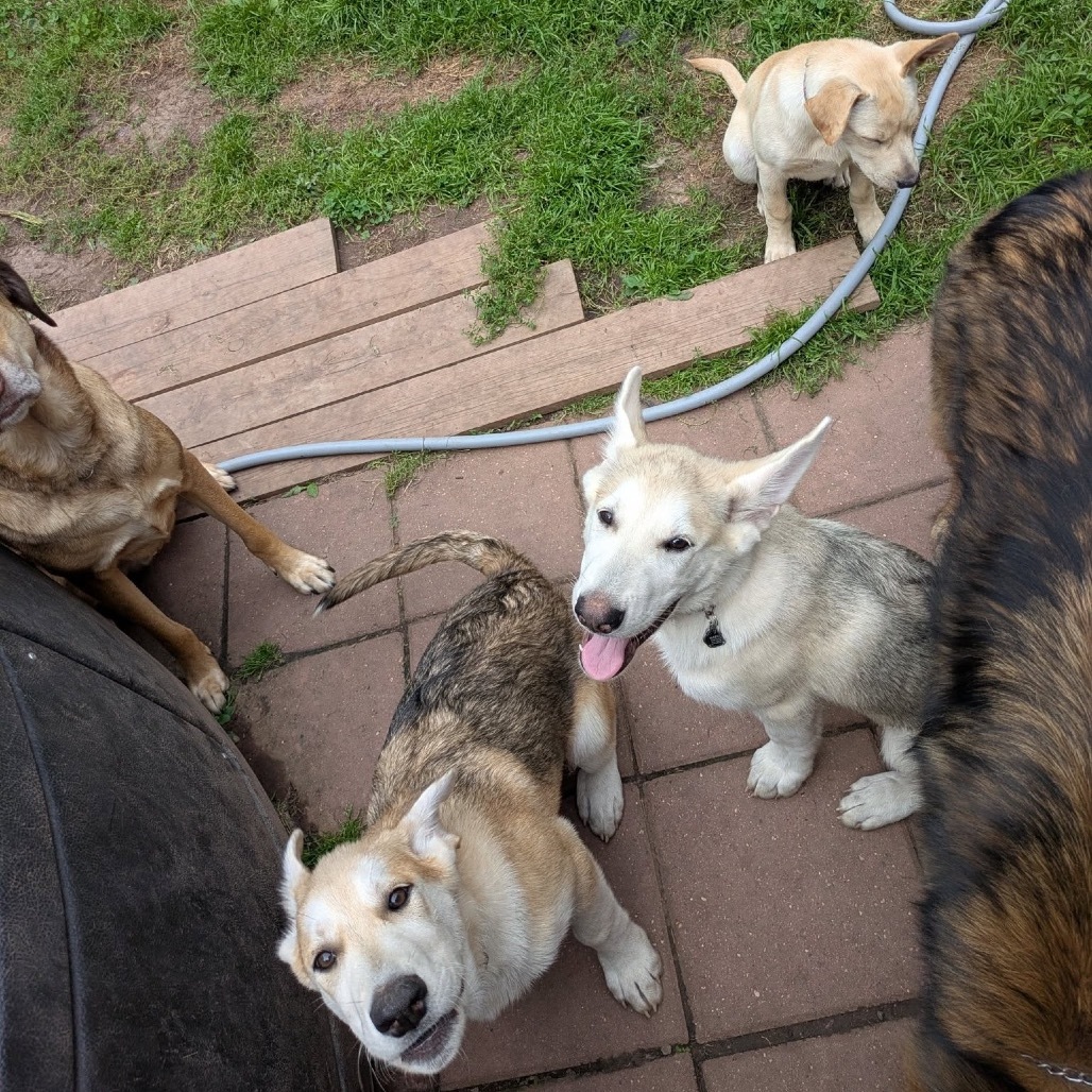 Violet, an adoptable Mixed Breed in Duluth, MN, 55804 | Photo Image 6