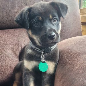 Mohawk, Baby Male Mixed Breed