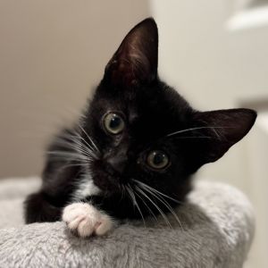 Naomi, Baby Female Domestic Short Hair