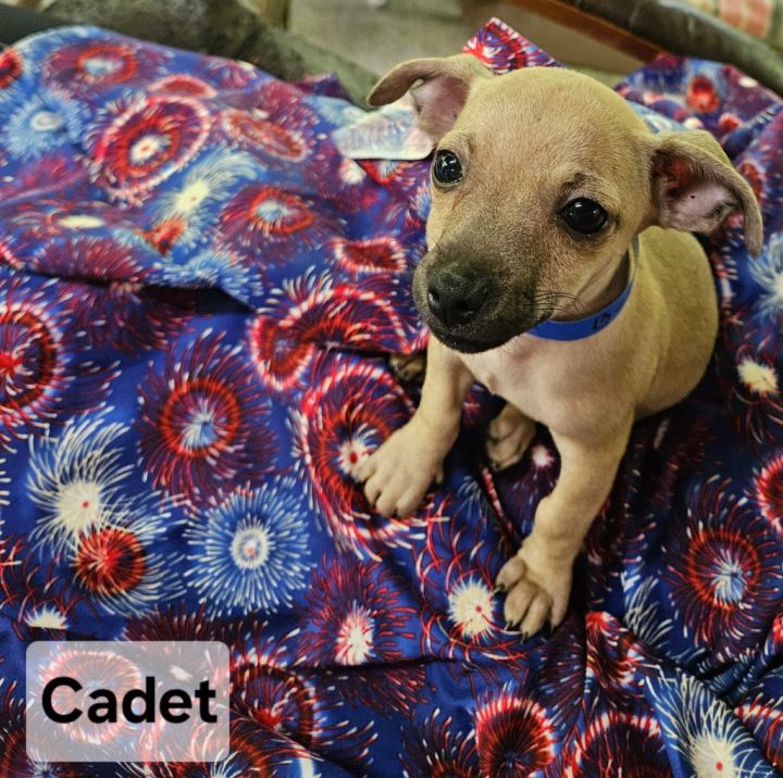 Cadet 2