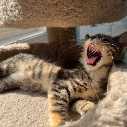 Mitzie