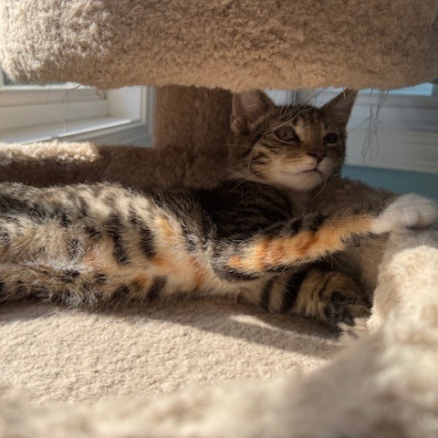 Mitzie