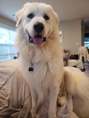 Denaly Great Pyrenees Dog