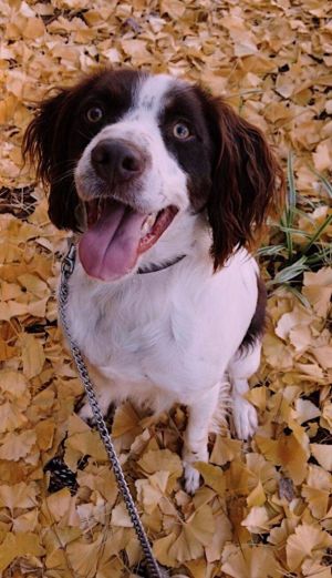 Forrest Gump Brittany Spaniel Dog