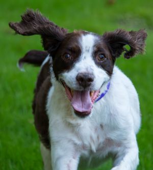 Thank you for checking out my bio please check back for an update My foster will update my informa