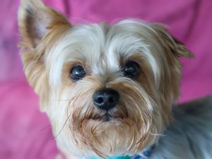 Milo Mills Yorkshire Terrier Dog