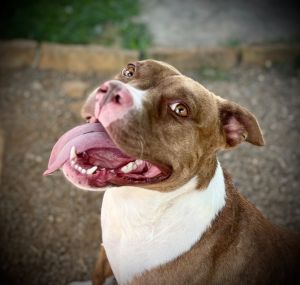 Akela, Young Female American Staffordshire Terrier
