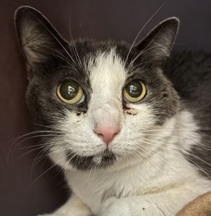 Pazuzu, Senior Male Domestic Medium Hair