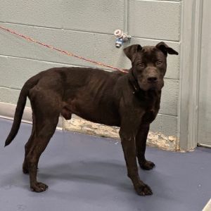 Tristan, Young Male Pit Bull Terrier