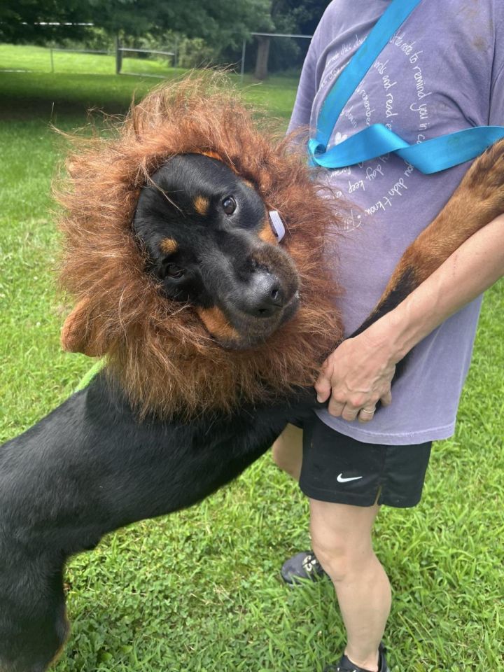 Leo 2