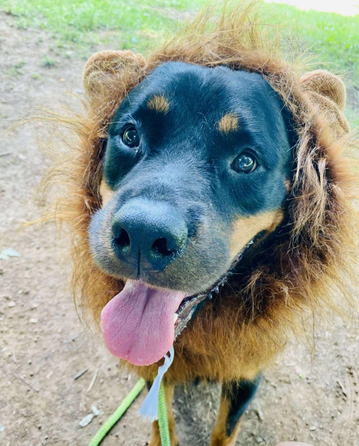 Leo 3