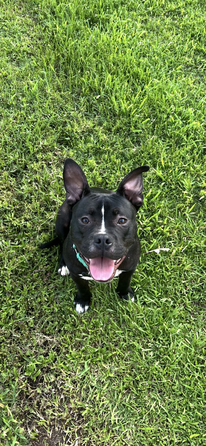Ruger