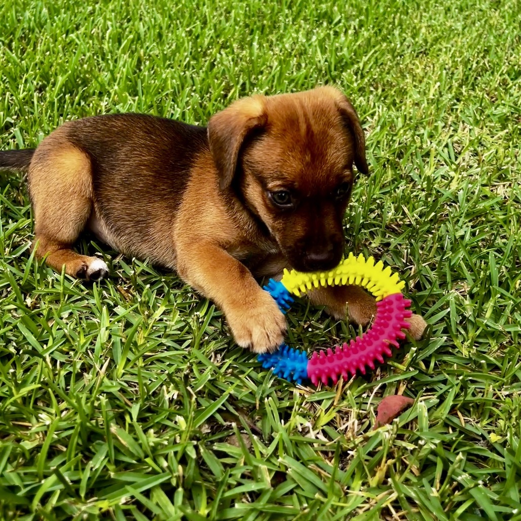 Mel