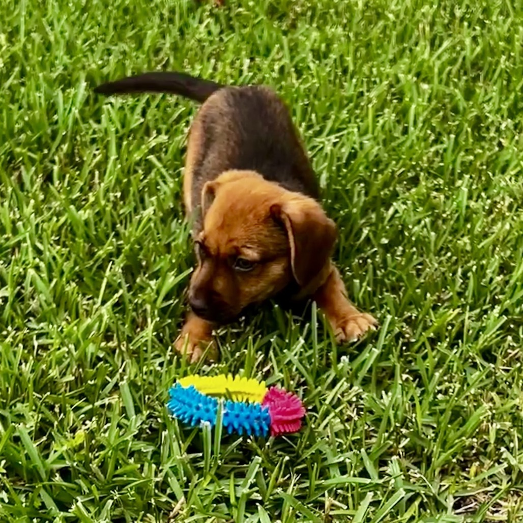 Mel