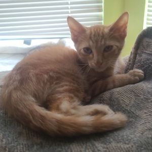 Dexter, Baby Male Domestic Short Hair