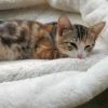Deedee photo 3