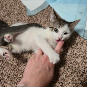 Westley, Baby Male Domestic Short Hair