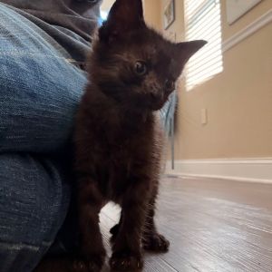 Charlotte, Baby Female Domestic Short Hair