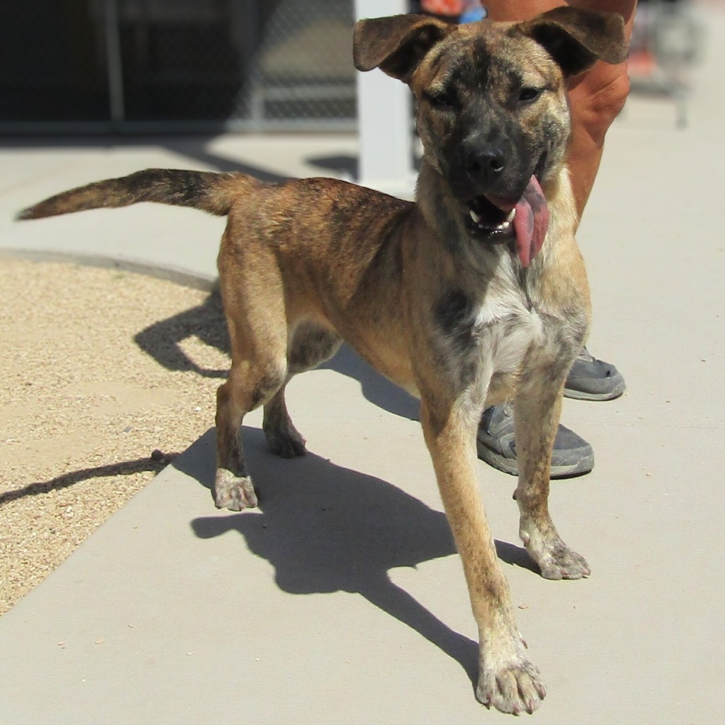 Rosie, an adoptable Mixed Breed in Las Cruces, NM, 88012 | Photo Image 1