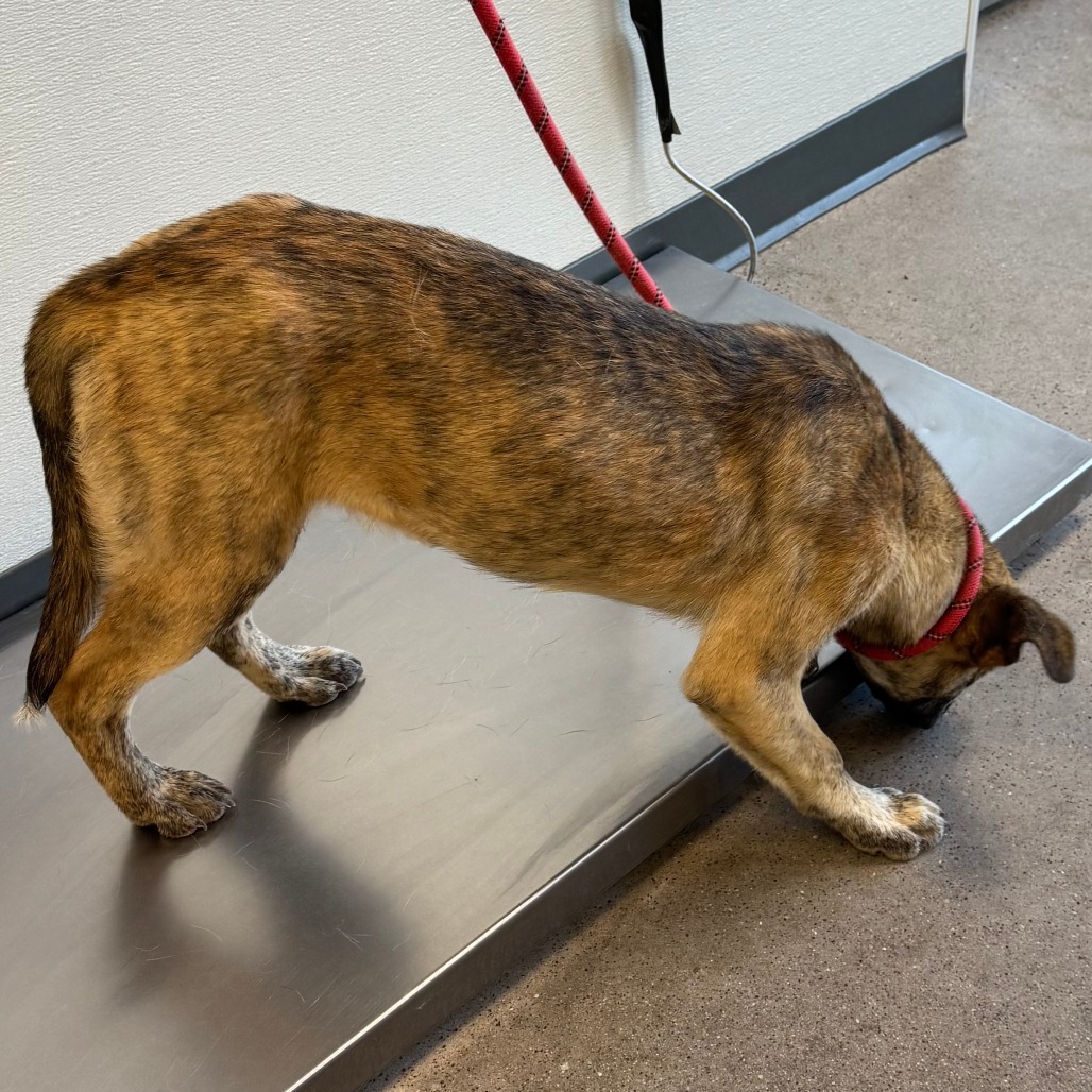 Rosie, an adoptable Mixed Breed in Las Cruces, NM, 88012 | Photo Image 2