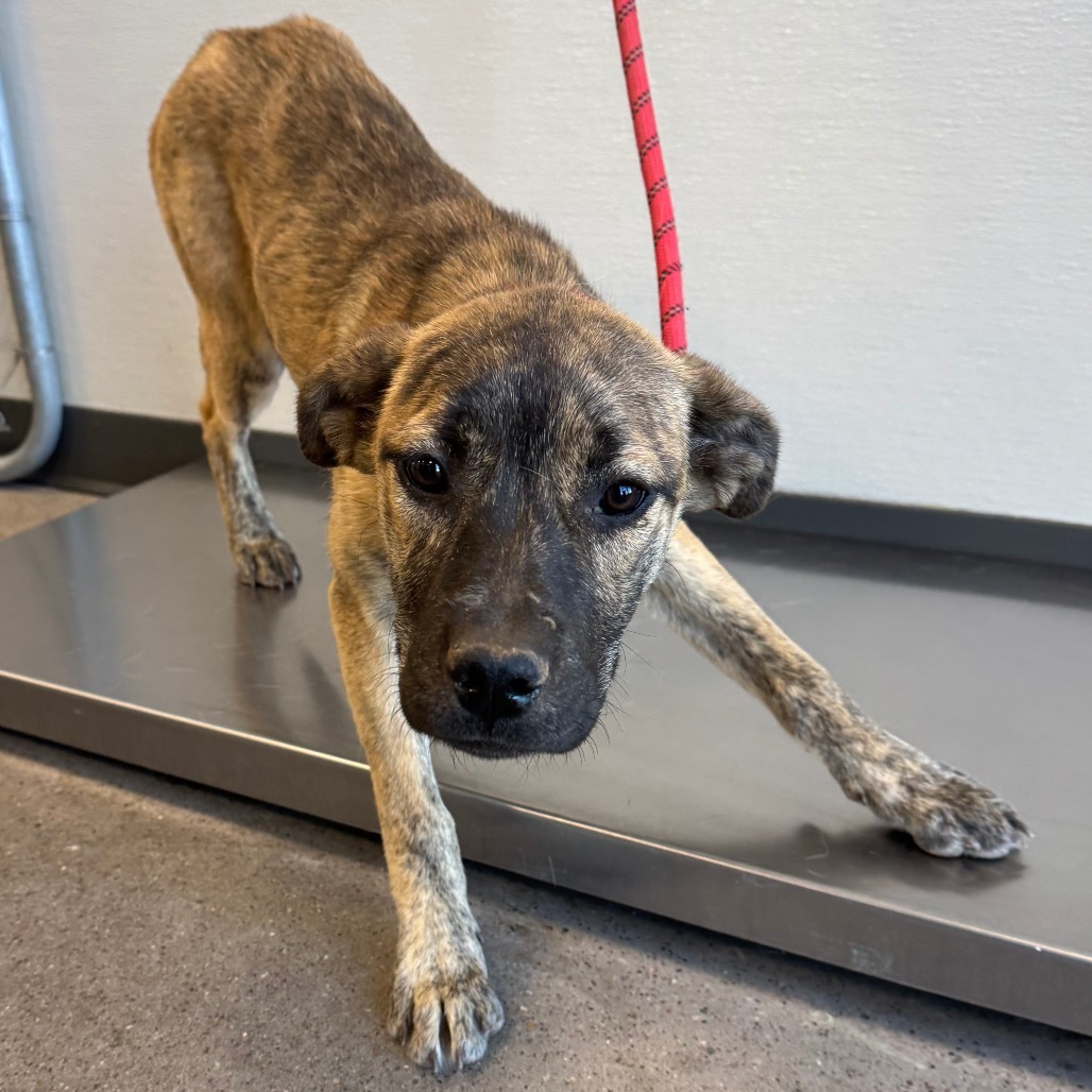 Rosie, an adoptable Mixed Breed in Las Cruces, NM, 88012 | Photo Image 3
