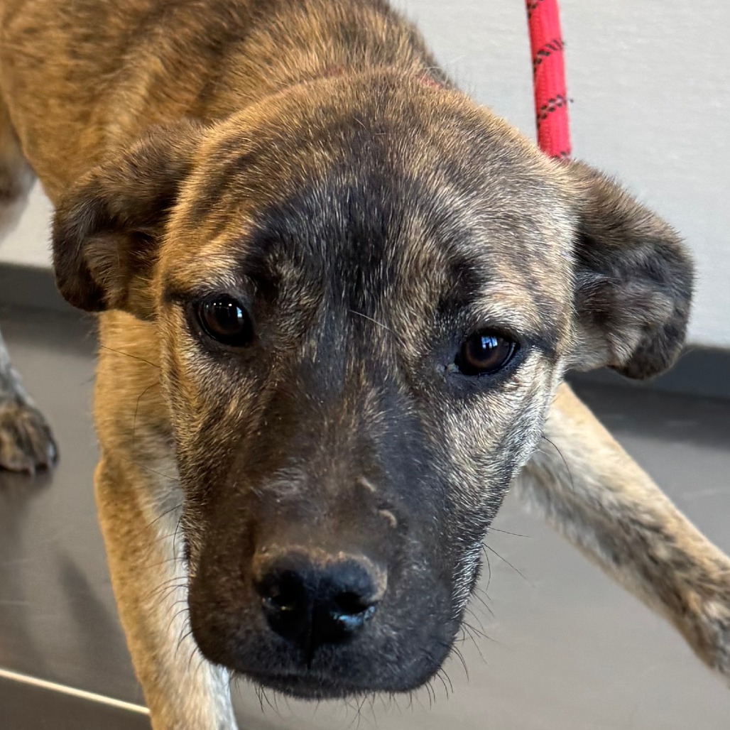 Rosie, an adoptable Mixed Breed in Las Cruces, NM, 88012 | Photo Image 4